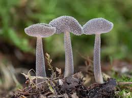 Attēlu rezultāti vaicājumam “Helvella macropus”