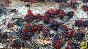 Attēlu rezultāti vaicājumam “Nectria episphaeria”