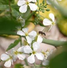 Image result for Raphanus sativus ssp. Oleiformes