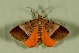 Attēlu rezultāti vaicājumam “Mellicta athalia underside”