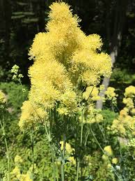 Attēlu rezultāti vaicājumam “Thalictrum flavum flower”