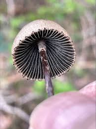 Attēlu rezultāti vaicājumam “Panaeolus papilionaceus”