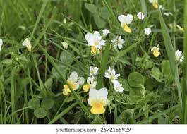 Attēlu rezultāti vaicājumam “Viola arvensis”