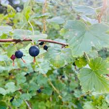 Attēlu rezultāti vaicājumam “Ribes uva-crispa leaf”