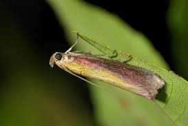 Attēlu rezultāti vaicājumam “Oncocera semirubella”