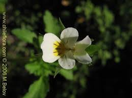 Attēlu rezultāti vaicājumam “Viola arvensis”