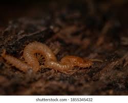 Attēlu rezultāti vaicājumam “Geophilidae”