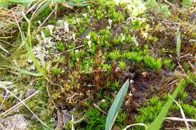 Attēlu rezultāti vaicājumam “Pogonatum nanum macro”