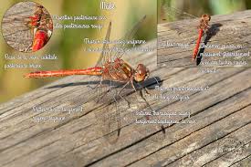 Attēlu rezultāti vaicājumam “Sympetrum vulgatum”