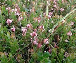 Attēlu rezultāti vaicājumam “Oxycoccus flower”