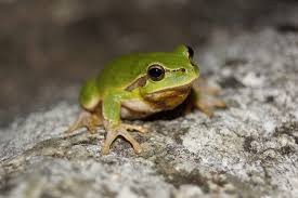 Attēlu rezultāti vaicājumam “Hyla arborea adult”