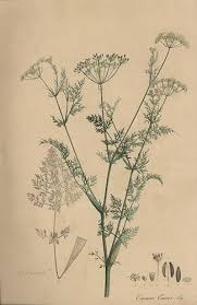 Attēlu rezultāti vaicājumam “Carum carvi”