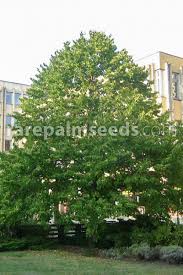 Attēlu rezultāti vaicājumam “Corylus colurna”