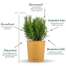 Image result for Rosmarin