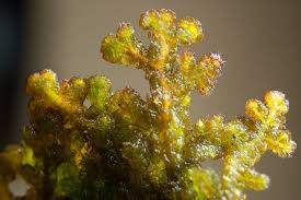 Attēlu rezultāti vaicājumam “Ptilidium ciliare”