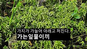 Attēlu rezultāti vaicājumam “Sphagnum girgensohnii”