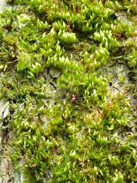 Attēlu rezultāti vaicājumam “Pylaisia polyantha”