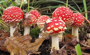 Image result for vliegenzwam