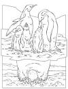 Antarctica coloring page