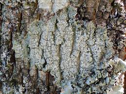 Attēlu rezultāti vaicājumam “Pertusaria albescens”