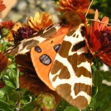 Attēlu rezultāti vaicājumam “Arctia caja”