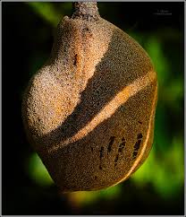 Attēlu rezultāti vaicājumam “Aesculus x hybrida fruit”