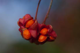 Attēlu rezultāti vaicājumam “Euonymus europaeus bud”