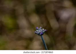 Attēlu rezultāti vaicājumam “Primula farinosa bud”