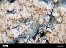 Attēlu rezultāti vaicājumam “Schizopora paradoxa”