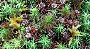 Attēlu rezultāti vaicājumam “Mniaecia jungermanniae”