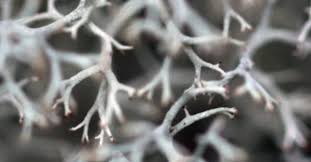 Attēlu rezultāti vaicājumam “Cladonia rangiferina”