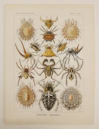 Image result for ernst haeckel