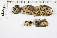 Attēlu rezultāti vaicājumam “Antrodia malicola”