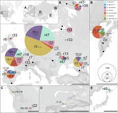 Attēlu rezultāti vaicājumam “Diderma ochraceum young”