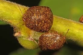 Attēlu rezultāti vaicājumam “Cribraria oregana macro”