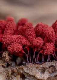 Attēlu rezultāti vaicājumam “Arcyria denudata macro”