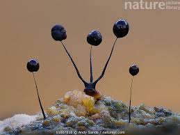 Attēlu rezultāti vaicājumam “Comatricha nigra spores”