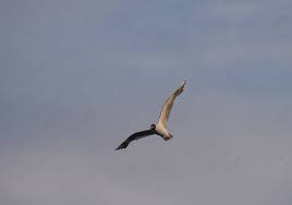 Attēlu rezultāti vaicājumam “Larus minutus adult”