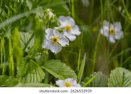 Attēlu rezultāti vaicājumam “Fragaria moschata flower”