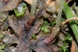 Attēlu rezultāti vaicājumam “Pellia neesiana”