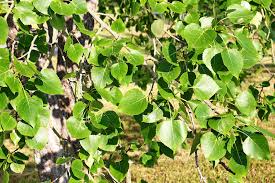 Attēlu rezultāti vaicājumam “Populus x petrowskyana”