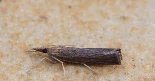 Attēlu rezultāti vaicājumam “Pediasia contaminella”