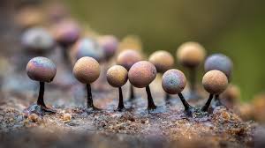 Attēlu rezultāti vaicājumam “Lamproderma sp.”