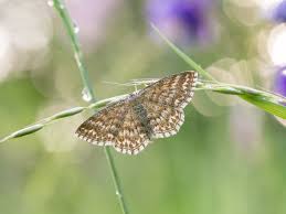 Attēlu rezultāti vaicājumam “Scopula immorata”