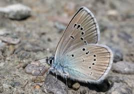 Attēlu rezultāti vaicājumam “Cyaniris semiargus male”
