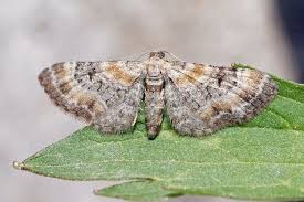 Attēlu rezultāti vaicājumam “Eupithecia lanceata”