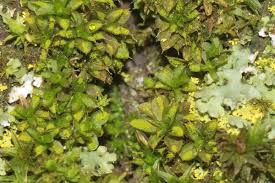 Attēlu rezultāti vaicājumam “Syntrichia papillosa”