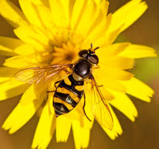 Attēlu rezultāti vaicājumam “Didea alneti”
