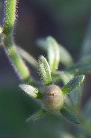 Attēlu rezultāti vaicājumam “Microrrhinum minus leaf”
