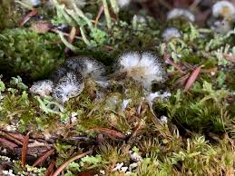 Attēlu rezultāti vaicājumam “Lignydium muscorum”